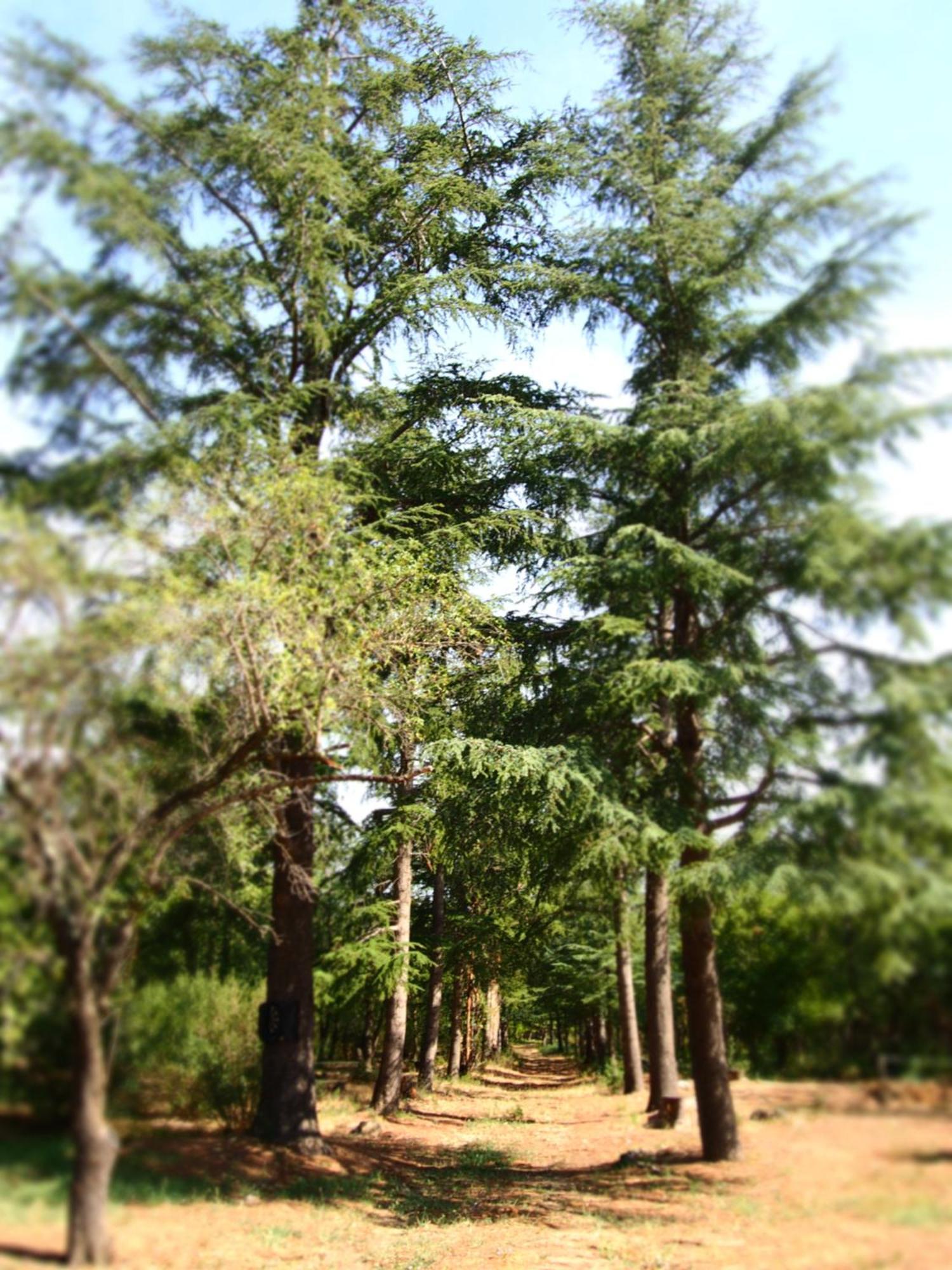 Mas Elancia 3*